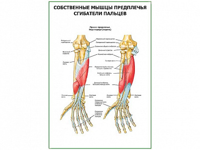 Сгибатели пальцев плакат глянцевый А1/А2 (глянцевый A2)