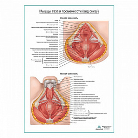 Мышцы дна таза и промежности (вид снизу) плакат глянцевый А1+/А2+ (матовый холст от 200 г/кв.м, размер A1+)