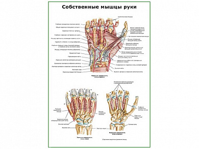 Собственные мышцы руки плакат глянцевый А1/А2 (глянцевый A2)