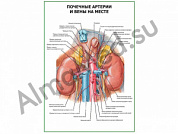 Почечные артерии и вены на месте плакат глянцевый/ламинированный А1/А2 (глянцевый	A2)