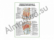 Межкостные мышцы и глубокие артерии стопы плакат ламинированный А1/А2 (ламинированный	A2)