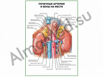 Почечные артерии и вены на месте плакат глянцевый/ламинированный А1/А2 (глянцевый	A2)