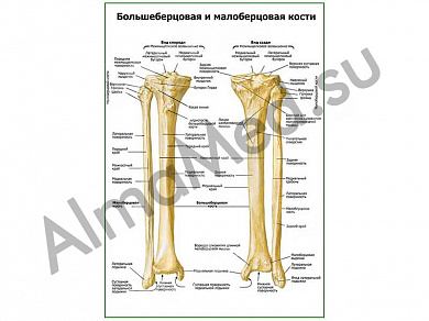 Большеберцовая и малоберцовая кости плакат ламинированный А1/А2 (ламинированный	A2)