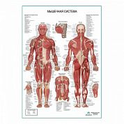 Мышечная система человека, плакат глянцевый А1+/А2+ (глянцевая фотобумага от 200 г/кв.м, размер A1+)