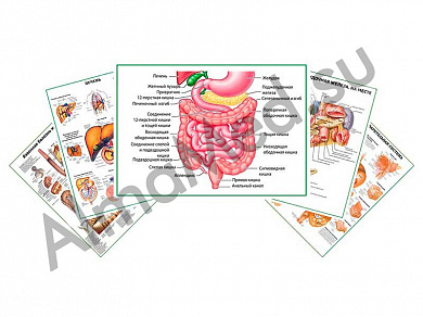 Комплект плакатов для кабинета гастроэнтеролога глянцевый/ламинированный А1/А2 (глянцевый	A2)