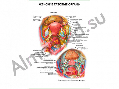 Женские тазовые органы плакат глянцевый/ламинированный А1/А2 (глянцевый	A2)