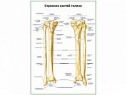 Строение костей голени плакат глянцевый А1/А2 (глянцевый A1)