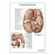 Артерии мозга. Вид снизу плакат глянцевый А1+/А2+ (глянцевый холст от 200 г/кв.м, размер A1+)