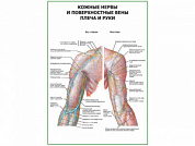 Кожные нервы и поверхностные вены плеча и руки плакат глянцевый А1/А2 (глянцевый A2)