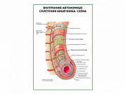 Внутренние автономные сплетения кишечника. Схема, плакат глянцевый А1/А2 (глянцевый A2)