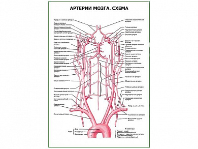 Артерии мозга. Схема плакат глянцевый А1/А2 (глянцевый A1)