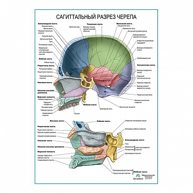 Сагиттальный разрез черепа плакат глянцевый А1+/А2+ (глянцевая фотобумага от 200 г/кв.м, размер A1+)