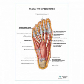 Мышцы подошвенной поверхности стопы первый слой плакат глянцевый А1+/А2+ (глянцевая фотобумага от 200 г/кв.м, размер A1+)