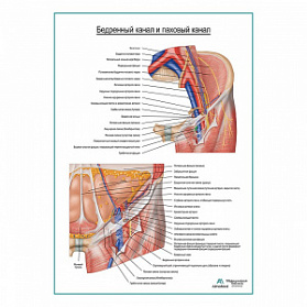 Бедренная канал и паховый канал плакат глянцевый А1+/А2+ (глянцевая фотобумага от 200 г/кв.м, размер A1+)