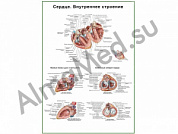 Сердце, внутреннее строение, плакат ламинированный А1/А2 (ламинированный	A2)