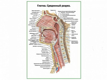 Глотка срединный разрез плакат глянцевый А1/А2 (глянцевый A2)