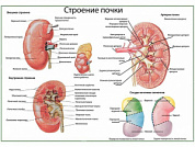 Почка, строение, кровоснабжение, плакат глянцевый А1/А2 (глянцевый A1)