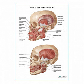 Жевательные мышцы плакат глянцевый А1+/А2+ (глянцевая фотобумага от 200 г/кв.м, размер A2+) Жевательные мышцы плакат глянцевый А1+/А2+ (глянцевая фотобумага от 200 г/кв.м, размер A2+)