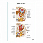 Нервы глазницы плакат глянцевый А1+/А2+ (матовый холст от 200 г/кв.м, размер A1+)