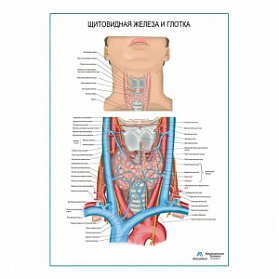 Щитовидная железа и глотка плакат глянцевый А1+/А2+ (глянцевая фотобумага от 200 г/кв.м, размер A1+)