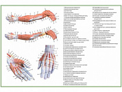 Мышцы руки, плакат глянцевый А1/А2 (глянцевый A2)