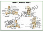 Кости и связки стопы, плакат ламинированный А1/А2 (ламинированный	A2)