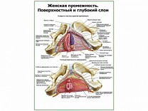 Женская промежность, внутреннее строение плакат глянцевый А1/А2 (глянцевый A1)