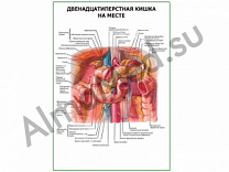 Двенадцатиперстная кишка. Расположение плакат ламинированный A1/A2 (ламинированный	A2)