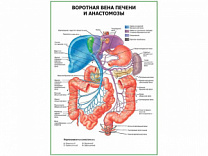 Воротная вена печени и анастомозы плакат глянцевый  А1/А2 (глянцевый A1)