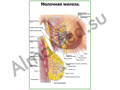 Молочная железа, строение плакат глянцевый/ламинированный А1/А2 (глянцевый	A2)