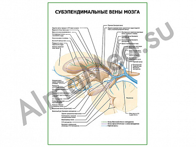 Субэпендимальные вены мозга плакат глянцевый/ламинированный А1/А2 (глянцевый	A2)