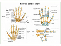 Связки кисти,  плакат глянцевый А1/А2 (глянцевый A1)