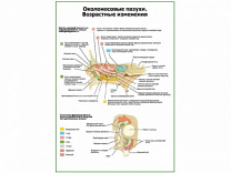 Околоносовые пазухи. Возрастные изменения плакат глянцевый А1/А2 (глянцевый A2)