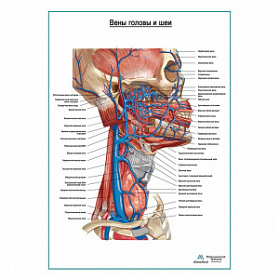 Вены головы и шеи плакат глянцевый А1+/А2+ (глянцевая фотобумага от 200 г/кв.м, размер A2+)
