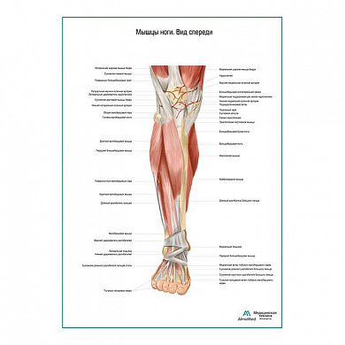 Мышцы ноги. Вид спереди плакат глянцевый А1+/А2+ (матовый холст от 200 г/кв.м, размер A1+)