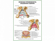 Мужская промежность. Внутреннее строение плакат глянцевый А1/А2 (глянцевый A2)