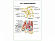 Нервы и сосуды шеи плакат глянцевый А1/А2 (глянцевый A2)