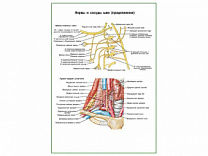 Нервы и сосуды шеи плакат глянцевый А1/А2 (глянцевый A2)