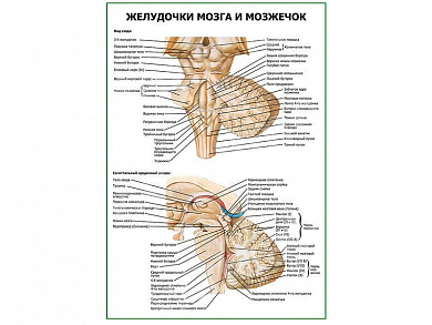 Желудочки мозга и мозжечок плакат глянцевый А1/А2 (глянцевый A2)