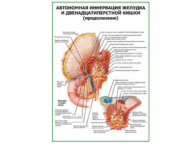 Автономная иннервация желудка продолжение плакат глянцевый А1/А2 (глянцевый A2)