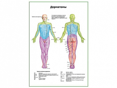Дерматомы плакат глянцевый А1/А2 (глянцевый A2)