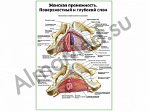 Мышцы промежности, поверхностный и глубокий слои плакат глянцевый/ламинированный А1/А2 (глянцевый	A2)