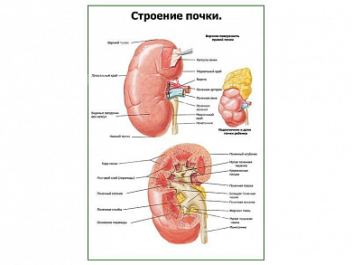 Строение почки плакат глянцевый А1/А2 (глянцевый A1)