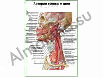 Артерии головы и шеи плакат ламинированный А1/А2 (ламинированный	A2)
