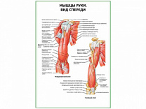 Мышцы руки вид спереди плакат глянцевый А1/А2 (глянцевый A1)