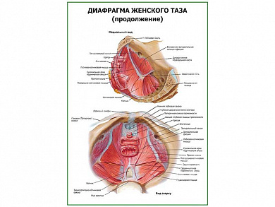 Диафрагма женского таза (продолжение) плакат глянцевый А1/А2 (глянцевый A2)