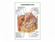 Сальниковая сумка плакат глянцевый  А1/А2 (глянцевый A1)