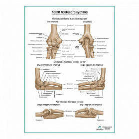 Кости локтя плакат глянцевый А1+/А2+ (глянцевая фотобумага от 200 г/кв.м, размер A2+)
