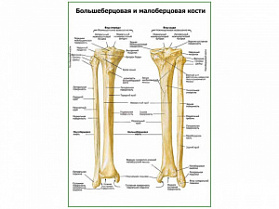 Большеберцовая и малоберцовая кости плакат глянцевый А1/А2 (глянцевый A1) Большеберцовая и малоберцовая кости плакат глянцевый А1/А2 (глянцевый A1)