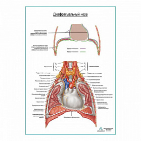 Диафрагмальный нерв плакат глянцевый А1+/А2+ (глянцевая фотобумага от 200 г/кв.м, размер A2+)